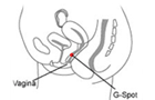 The G-spot g点