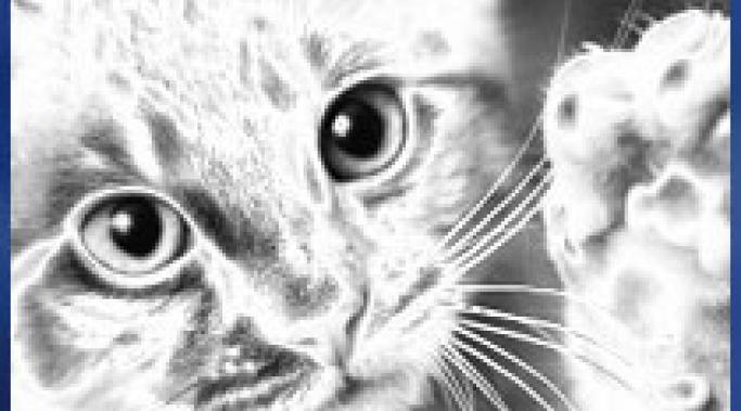 BPD and "Best Friends"--Mourning the Loss of a Pet