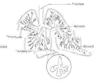 肺形象