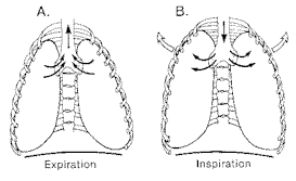 胸部呼吸图