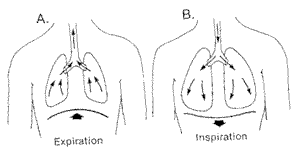 横膈膜呼吸图