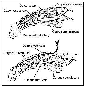 阴茎的两张图：顶部显示阴茎动脉和底部显示阴茎的静脉。顶部图包含海绵动脉，背部动脉，Corpernosa，Bilbourethral动脉和语料库的标签。