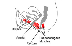 雌性骨盆区域