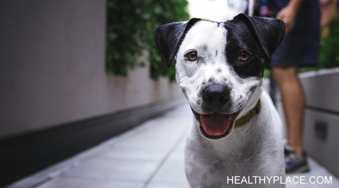 养狗对心理健康有很多好处。去HealthyPlace了解为什么养狗对我的心理健康是必须的。