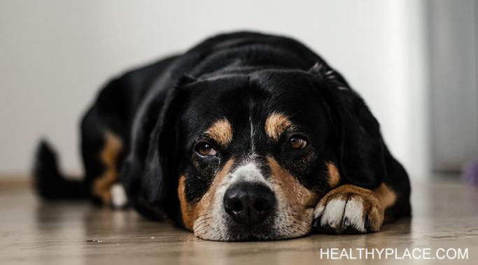 你的狗知道抑郁，可以帮助你度过最艰难的时刻。我的狗每次都会帮我度过抑郁期。