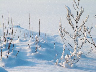 冬天可能会恶化抑郁症，但阅读了这些有关在冬季生存的技巧，以抑郁症进行反击。